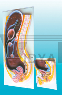 The model of abdominal membrane (sagittal section)